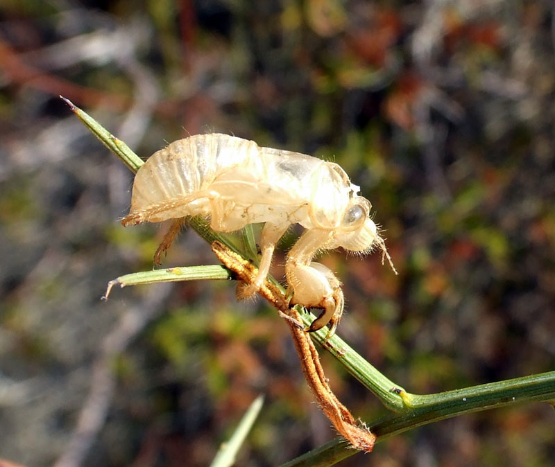 Exuvia di cicala